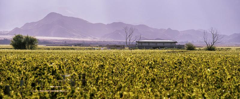 The Vines Resort & Spa Лос-Саусес Экстерьер фото
